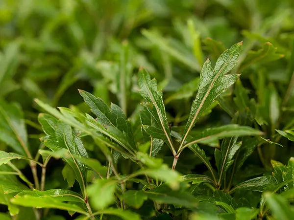 Green Dizygotheca Elegantissima Seeds for Planting | Heirloom, Non-GMO, High Germination Indoor Seeds