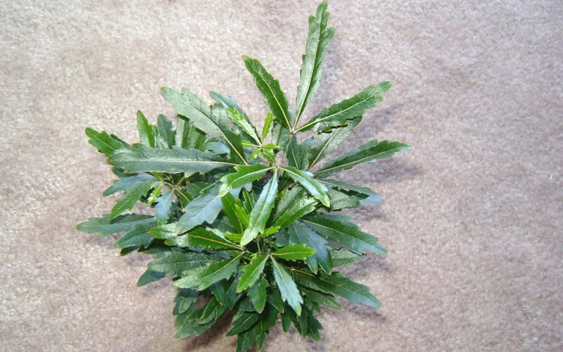 Green Dizygotheca Elegantissima Seeds for Planting | Heirloom, Non-GMO, High Germination Indoor Seeds