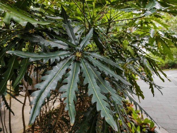 Green Dizygotheca Elegantissima Seeds for Planting | Heirloom, Non-GMO, High Germination Indoor Seeds