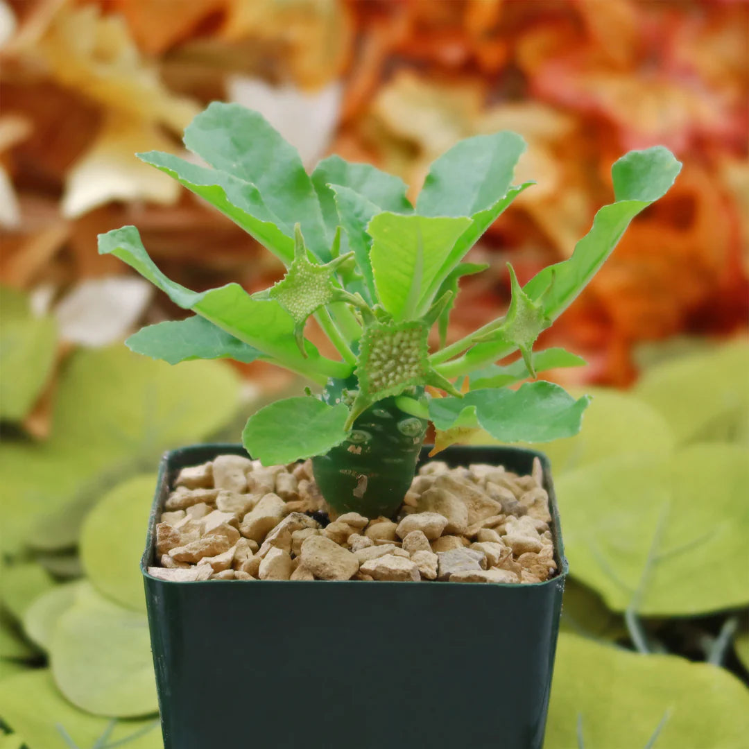 Green Dorstenia Foetida Rare Seeds for Planting