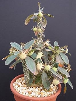 Green Dorstenia Foetida Rare Seeds for Planting