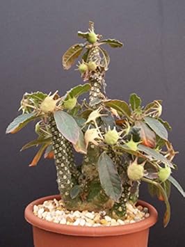 Green Dorstenia Foetida Rare Seeds for Planting