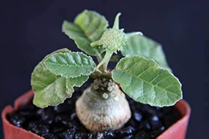 Green Dorstenia Foetida Rare Seeds for Planting