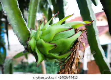 Green Pitaya Fruit Seeds for Planting - Easy-to-Grow Exotic Dragon Fruit for Home Gardening