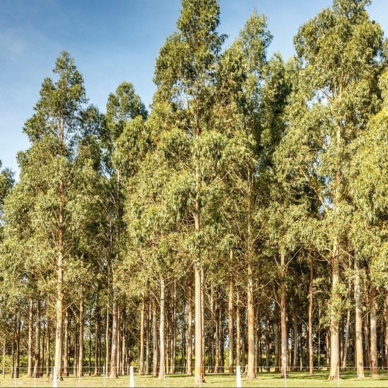 Green Eucalyptus Nitens Tree Seeds for Planting | Heirloom, Non-GMO, High Germination
