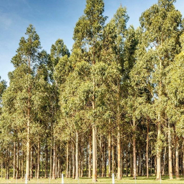 Green Eucalyptus Nitens Tree Seeds for Planting | Heirloom, Non-GMO, High Germination