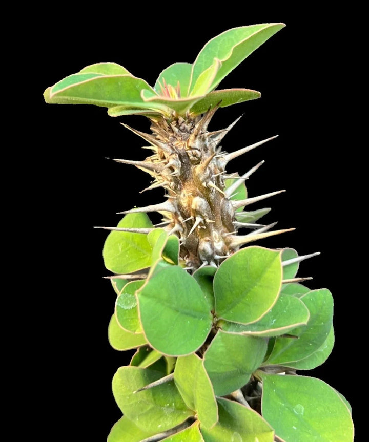 Green Euphorbia Didieroides Seeds for Planting