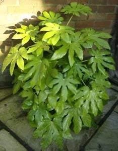 Green Fatsia Aralia Seeds