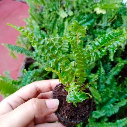 Fern Green Plant Seeds for Planting - 100 pcs