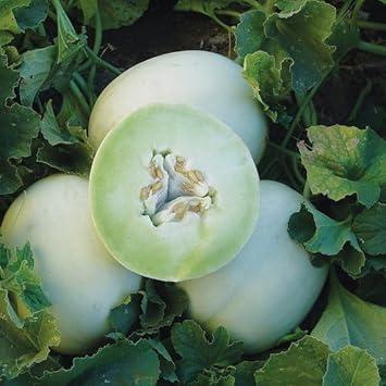 Green Flesh Honeydew Melon Seeds