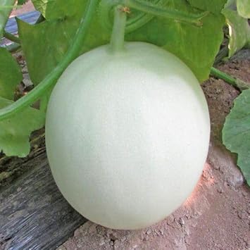 Green Flesh Honeydew Melon Seeds