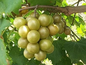 Green Grape Fruit Seeds for Planting