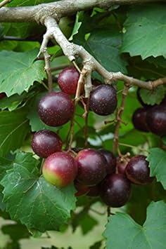 Green Grape Fruit Seeds for Planting
