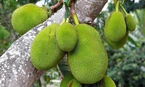 Green Jackfruit Seeds for Planting