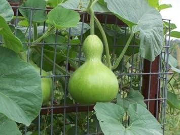 Green Lagenaria Siceraria Plant Seeds for Planting
