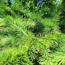 Green Larix Occidentalis Plant Seeds