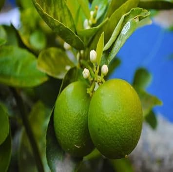 Green Lemon Fruit Seeds for Planting
