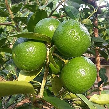 Green Lemon Fruit Seeds for Planting
