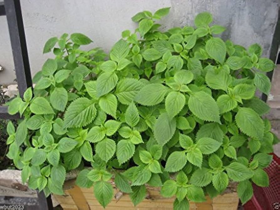 Green Lemon Mint Plant Seeds