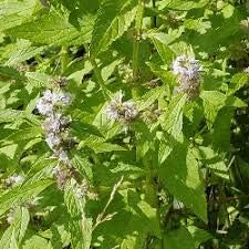 Green Mentha Arvensis Mint Plant Seeds