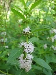 Green Mentha Arvensis Mint Plant Seeds
