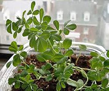 Green Methi (Fenugreek) Herb Seeds for Planting