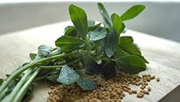 Green Methi (Fenugreek) Herb Seeds for Planting