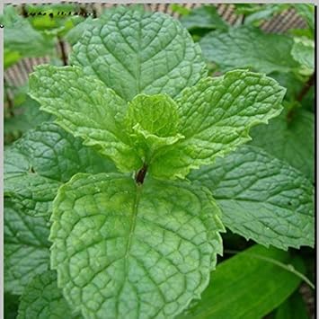 Green Mint Plant Seeds
