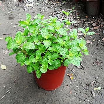 Green Mint Plant Seeds