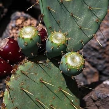 Green Opuntia Engelmannii Plant Seeds for Planting