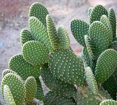 Green Opuntia Engelmannii Plant Seeds for Planting