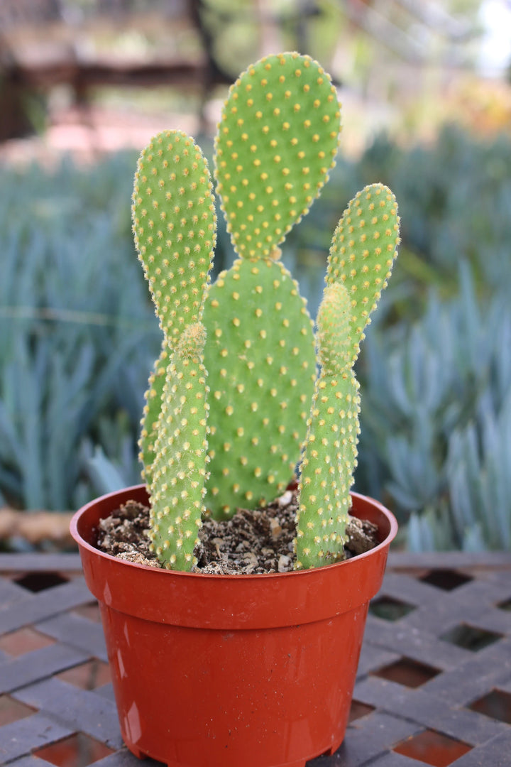 Green Opuntia Engelmannii Plant Seeds for Planting