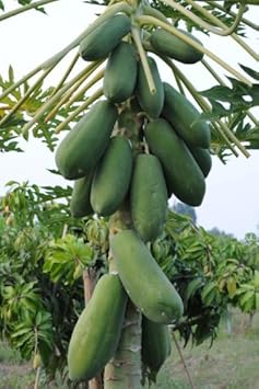 Green Papaya Fruit Seeds for Planting