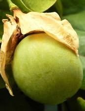 Green Passiflora Maliformis Fruit Seeds for Planting