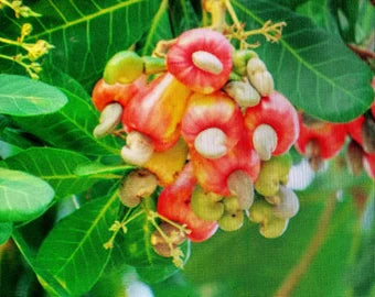 Green Piccabeen Plant Seeds for Planting | Heirloom Non-GMO Organic Seeds for Exotic, Unique Trees