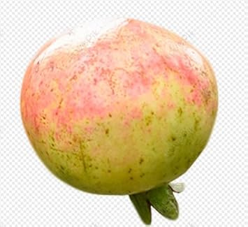 Green Pink Pomegranate Fruit Seeds for Planting