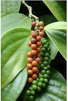 Green Piper Nigrum (Black Pepper) Seeds for Planting