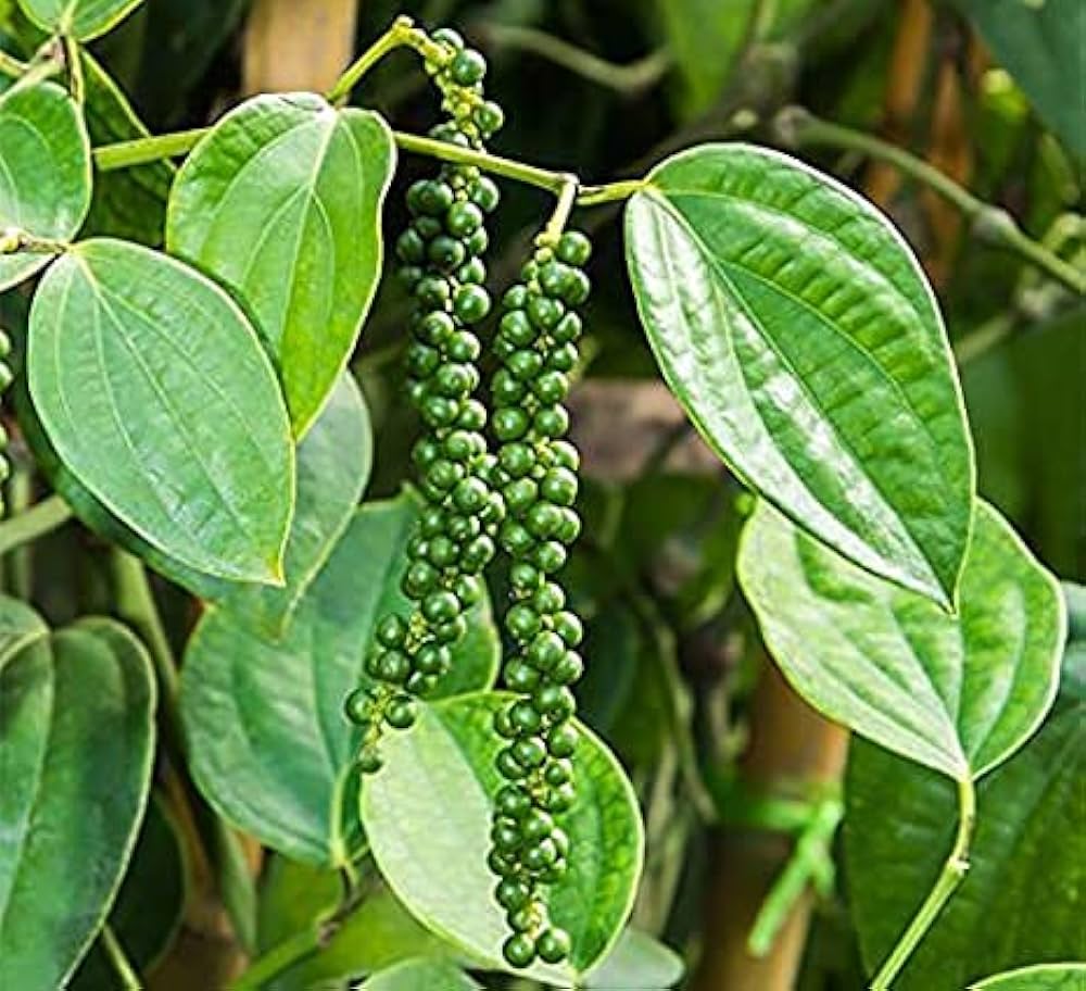 Green Piper Nigrum Plant Seeds
