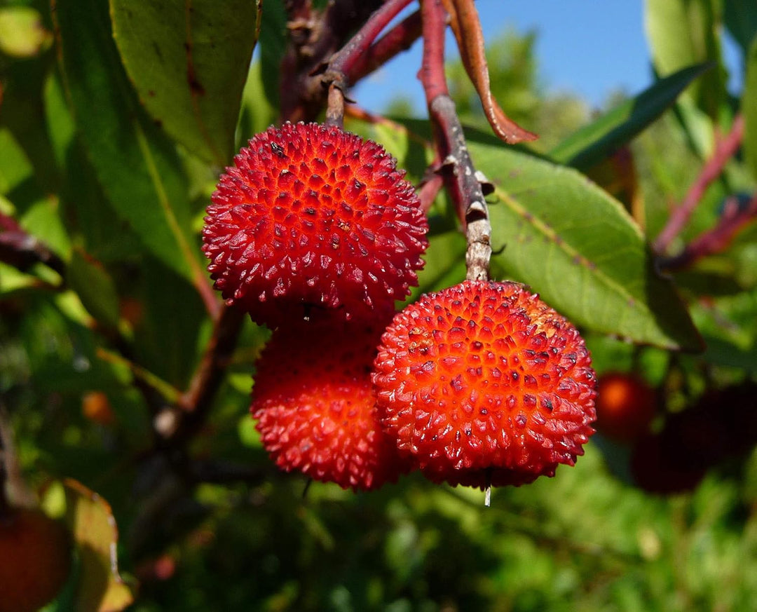 Green Pitaya Fruit Seeds for Planting