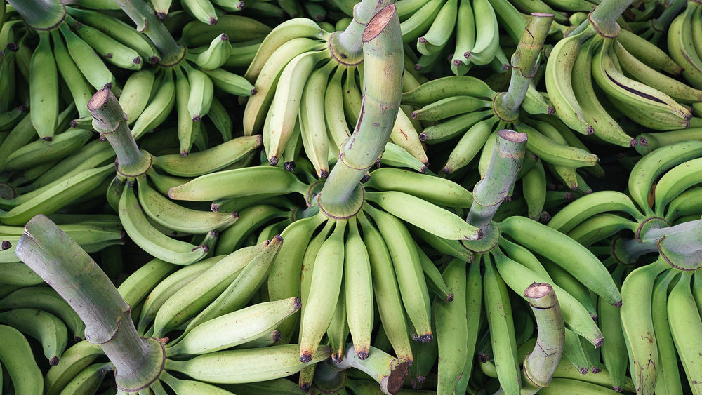 Green Plantain Plant Seeds for Planting | Heirloom, Non-GMO, Organic Garden Seeds