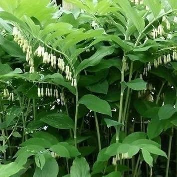 Green Polygonatum Plant Seeds