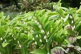 Green Polygonatum (Solomon’s Seal) Seeds for Planting