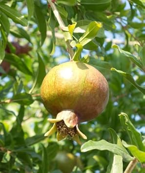 Green Pomegranate Fruit Seeds for Planting