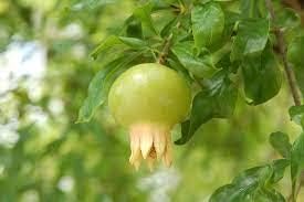 Green Pomegranate Fruit Seeds for Planting