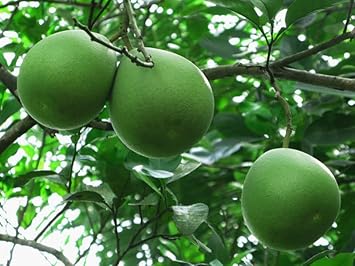 Green Pomelo Fruit Seed for Planting