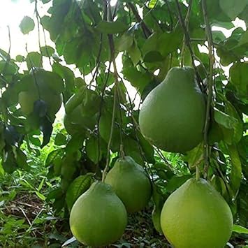 Green Pomelo Fruit Seed for Planting