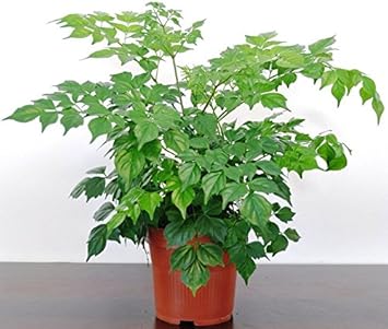 Green Radermachera Sinica Seeds for Planting
