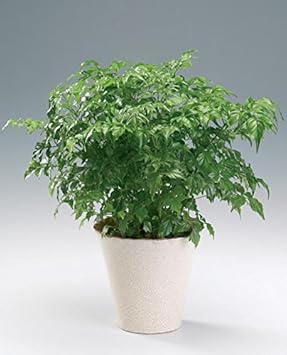 Green Radermachera Sinica Seeds for Planting