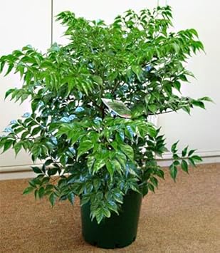 Green Radermachera Sinica Seeds for Planting
