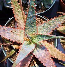 Green Red Aloe Vera Plant Seeds